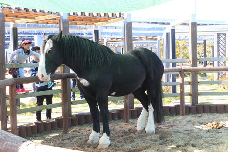 技术指导以及为以后所出栏的马匹提供销售渠道等,保证马匹健康和养殖