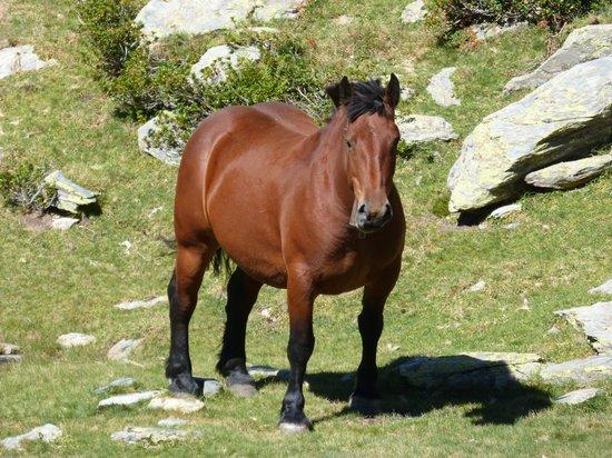 绿色牧场法国草原马母马性质浏览马匹图片