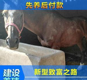 济宁骑乘马价格 骑乘马多少钱一匹 观赏马销售 马匹养殖基地